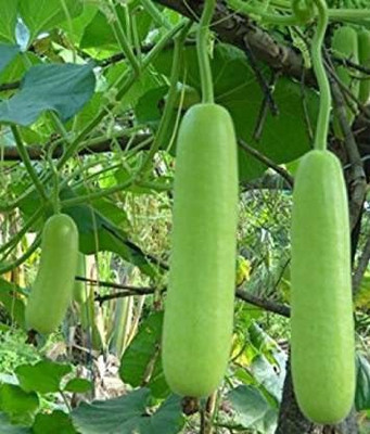 MKR Enteprises Bottle Gourd Seed(100 per packet)