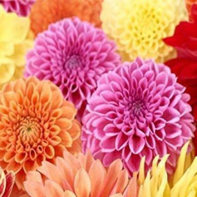 Aywal Home Gardening Dahlia Mixed Hybrid Flower Seed(80 per packet)