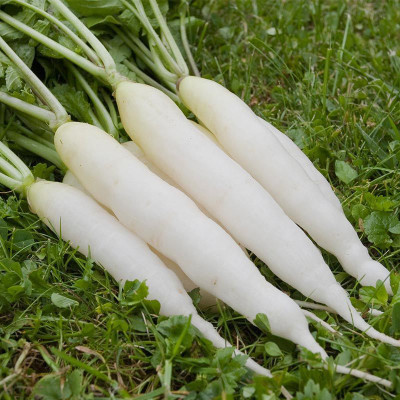 VINTI Organic White Radish मूली के बीज Seed(2000 per packet)