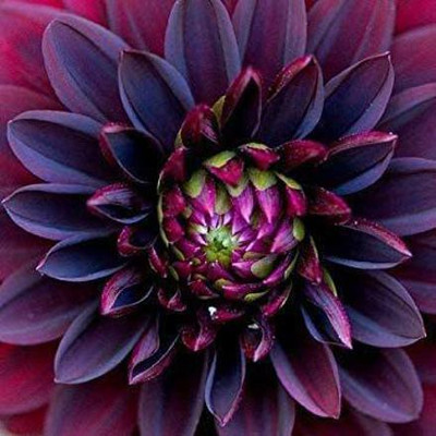 Aywal Dahlia Bonsai Flowers Seeds Multicolour Mixed Seed(40 per packet)