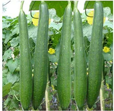 ENINE Tori Seed(40 per packet)