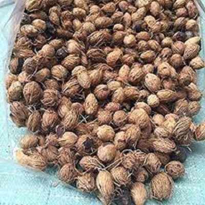 LYRS Imported Areca Palm Seed- 35 Seed(35 per packet)