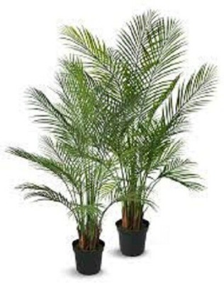 LYRS Natural Areca Butterfly Palm Seed For Gardening- 100 Seed(100 per packet)
