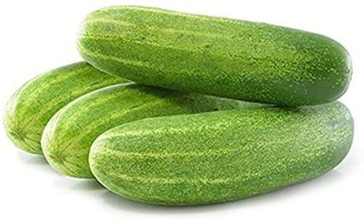 Gromax India Cucumber Seeds Seed(40 per packet)