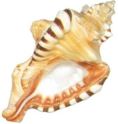 Utkarsh (7.5 Cm Conch ) Lord Ganesha Shape Decorative Vamavarti Ganesh Shankh Sacred Shankh(Multicolor)