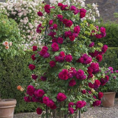 Sisa Rose Plant(Hybrid, Pack of 1)