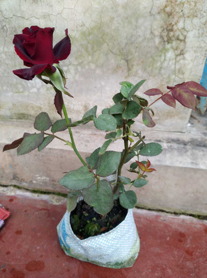 FURYHUB Rose Plant(Hybrid, Pack of 1)