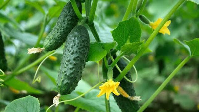 gorgeous moment Cucumber Seed(25 per packet)