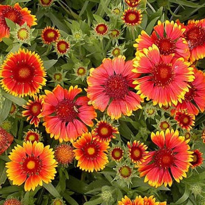 ANGIOOUTLETS Gaillardia mix Flower Seeds Pack of 30 Seeds Seed(30 per packet)