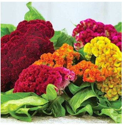 UGRA Cockscomb mixed Flower Seed(5 per packet)