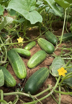 gorgeous moment Cucumber Seed(25 per packet)