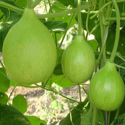 seedito hybrid bottle gourd seed/round bottle guard seeds Seed(37 per packet)