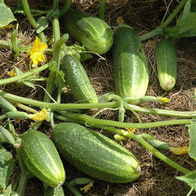 gorgeous moment Cucumber Seed(25 per packet)