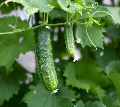 gorgeous moment Cucumber Seed(25 per packet)