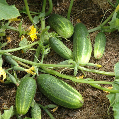gorgeous moment Cucumber Seed(25 per packet)