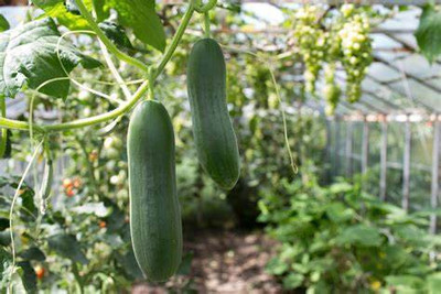 gorgeous moment Cucumber Seed(25 per packet)