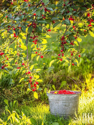 Ukanda Cherry Fruit Plant(Hybrid, Pack of 1)