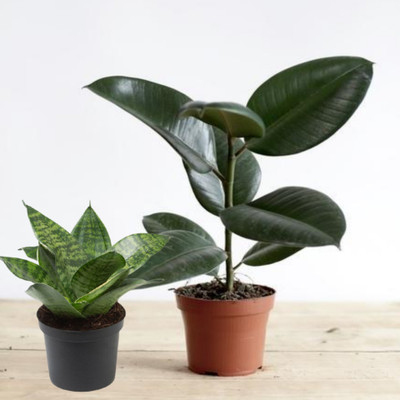 NATURE WISE YOU Rubber Tree(Hybrid, Pack of 2)