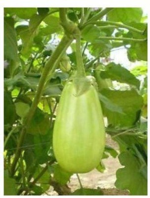 Chalisa BRINJAL, Brinjal Green Round Seed(60 per packet)