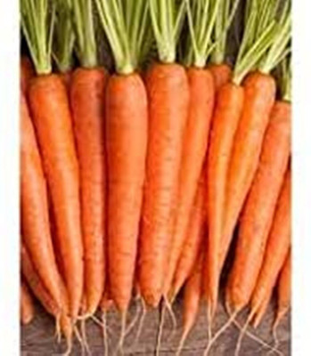 SM Exports Carrot vegetable seeds pack of 20 seeds. Seed(20 per packet)