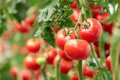 Gromax India TOMATO SEEDS Seed(40 per packet)