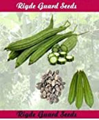 SM Exports Ridge guard vegetable seeds 12 seeds Seed(12 per packet)