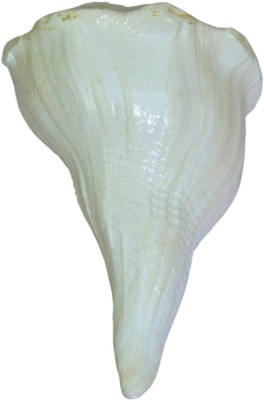 Takshila Gems Dakshinavarti Shankh Right Handed Conch for Puja Lakshmi Shankh Puja Conch Sacred Shankh(White)