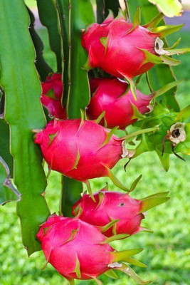 ABEFARIYA Dragon Tree(Hybrid, Pack of 1)