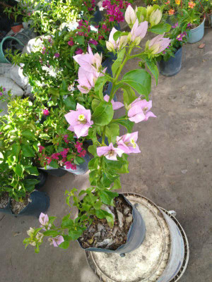 Ukanda Baugainvillea Plant(Hybrid, Pack of 1)