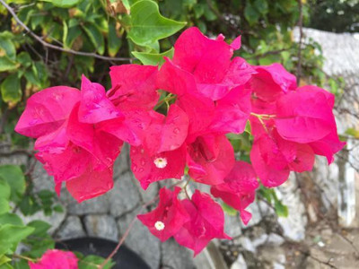 Ukanda Baugainvillea Plant(Hybrid, Pack of 1)