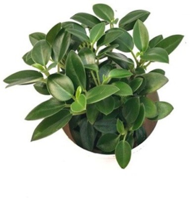 HERBALISM Ficus Compacta Plant(Pack of 1)