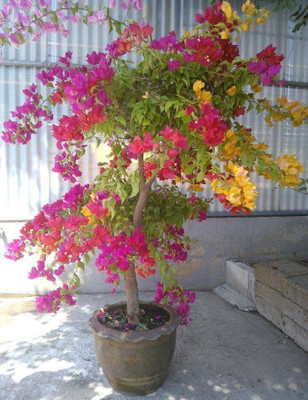 samarthgreen Baugainvillea Plant(Hybrid, Pack of 1)