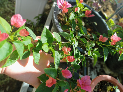 Ukanda Baugainvillea Plant(Hybrid, Pack of 1)
