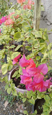 Ukanda Baugainvillea Plant(Hybrid, Pack of 1)