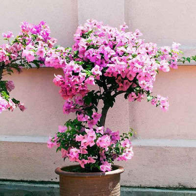 Ukanda Bougainvillea Plant(Hybrid, Pack of 1)