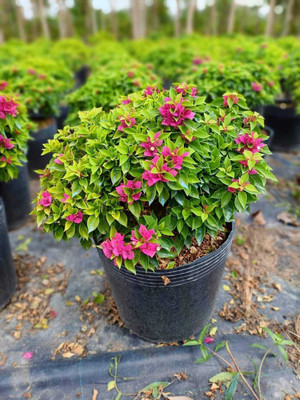 Ukanda Baugainvillea Plant(Hybrid, Pack of 1)