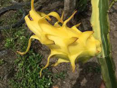 K.K.Enterprise Dragon Tree(Hybrid, Pack of 1)