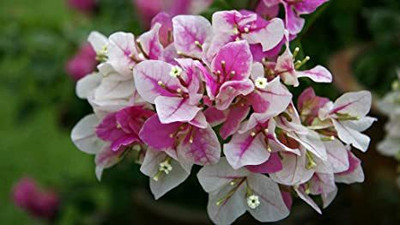 Aquinnah Graden Shahtoot/Mulberry Plant(Hybrid, Pack of 1)