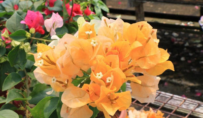 Ukanda Baugainvillea Plant(Hybrid, Pack of 1)