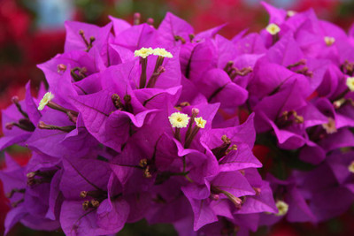 Ukanda Baugainvillea Plant(Hybrid, Pack of 1)