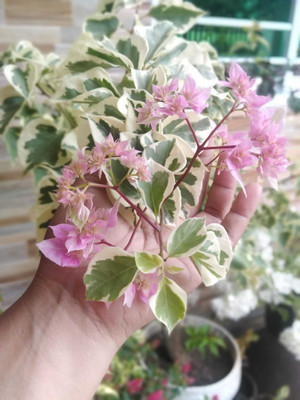 Ukanda Baugainvillea Plant(Hybrid, Pack of 1)
