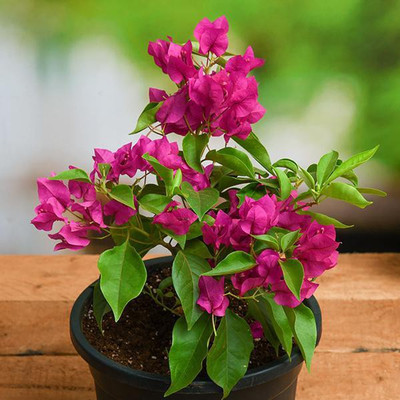 sealok Bougainvillea Plant(Hybrid, Pack of 1)