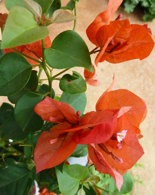 Ukanda Baugainvillea Plant(Hybrid, Pack of 1)