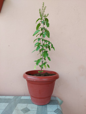 Mozette Organic tulsi herb Seed(37 per packet)