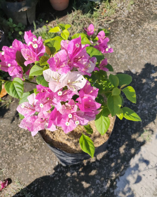 Ukanda Baugainvillea Plant(Hybrid, Pack of 1)