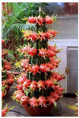 Aquinnah Graden Dragon Tree(Hybrid, Pack of 1)