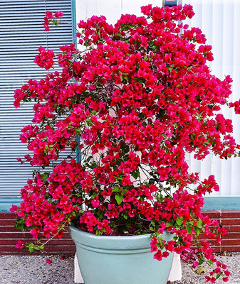 Ukanda Baugainvillea Plant(Hybrid, Pack of 1)
