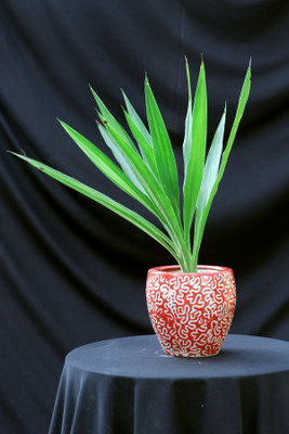 TOTOS MART Ceramic Multi-Colour RD Kulhad Planter Plant Container RED Plant Container Set(Ceramic)