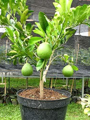 KUMUBON TRADES Lemon Plant(Hybrid, Pack of 1)