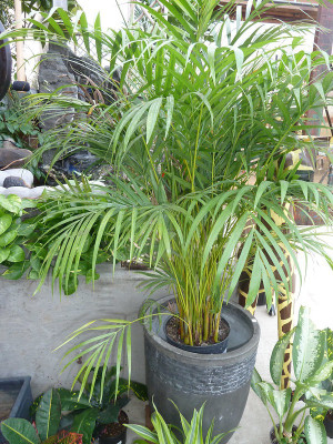 Heaven Of Saplings Areca Palm(Hybrid, Pack of 1)